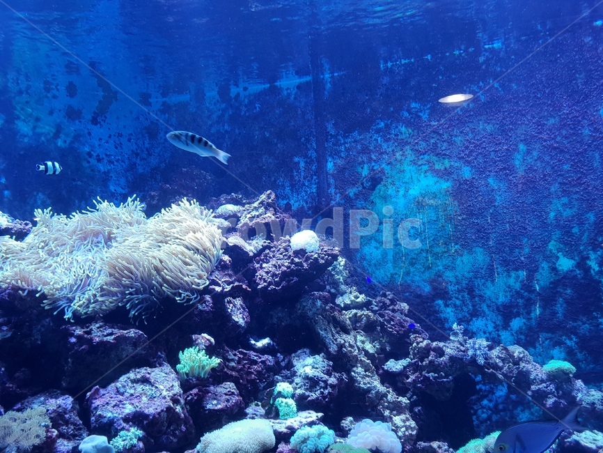 산호,물고기,바다,수족관,고요함,동물,animal,어류,물고기,fish