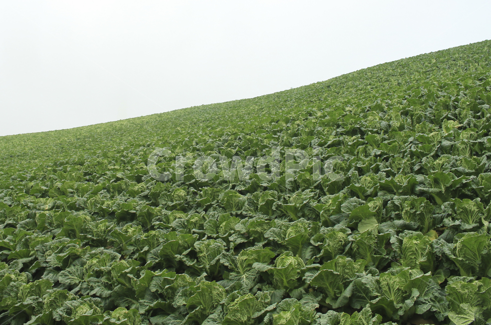 nature,green,plant,field,들판,들,배추밭,배추,farm