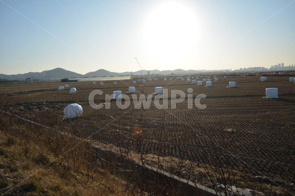 nature,자연,논,겨울,태양