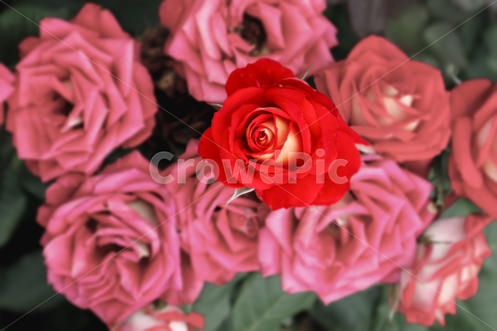 장미,장미꽃,꽃,식물,빨간꽃,식물,자연,plants,nature,꽃,flower