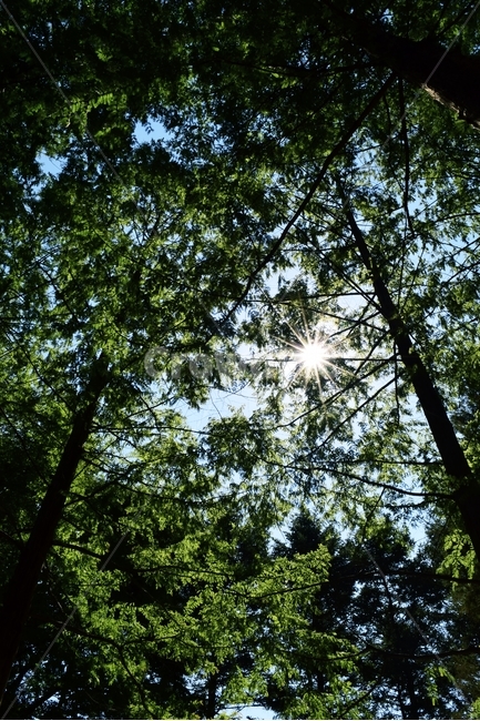 나무,식물,플레어,초목,빛,tree,plant,light,flare,자연,풍경,nature,landscape