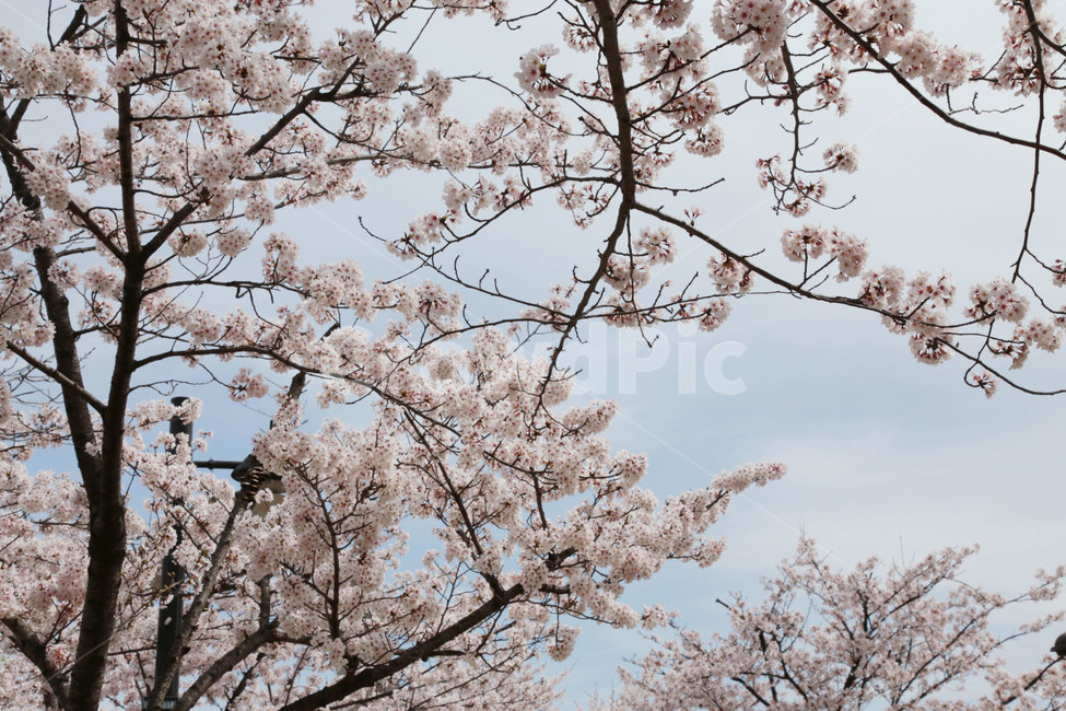 벚꽃,봄,cherryblossom,꽃,flower,blossom,식물,plant,봄,계절,spring,season