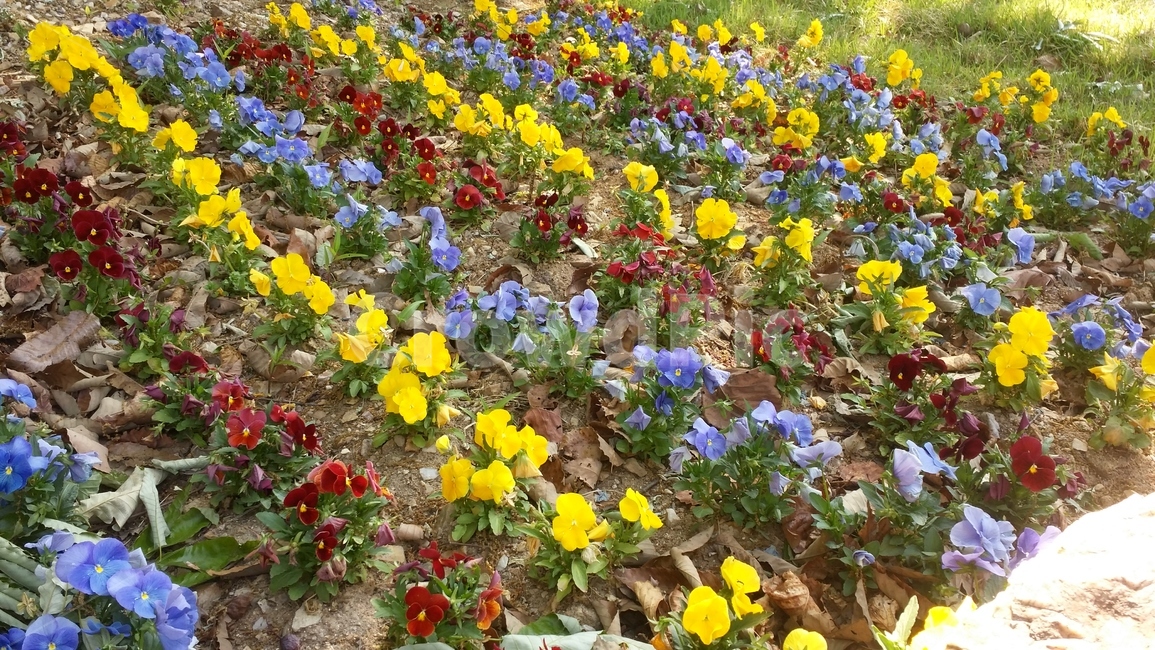 꽃,봄,스프링,spring,개화