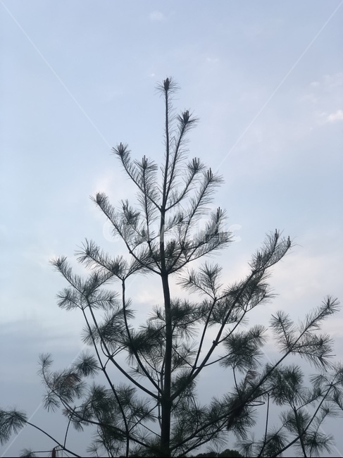 하늘,나무,소나무,감성,분위기