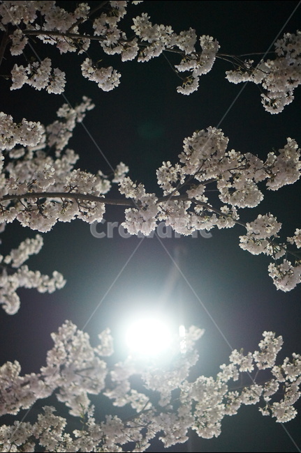 벚꽃,야경,빛,봄,풍경,봄,계절,spring,season,야경,밤,풍경,nightscape,night,landscape,식물,자연,plants,nature,꽃,flower,plant