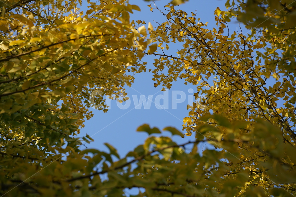 tree,나무,plant,식물,은행잎,ginkgoleaves,은행나무