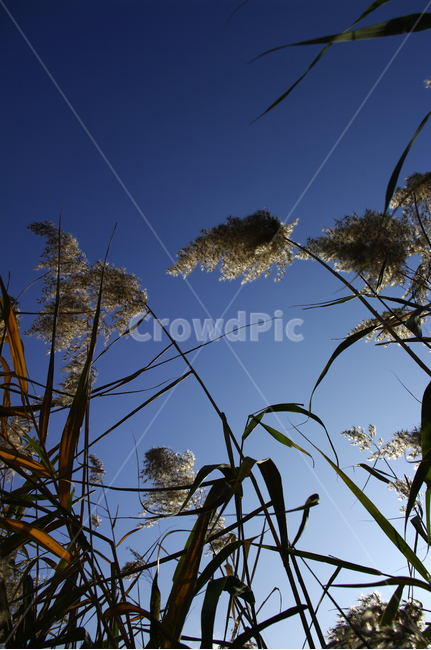 autumn,가을,식물,억새,하늘,가을,계절,fall,autumn,season,식물,자연,plants,nature,grass,잔디,plant,lawn,reed,갈대