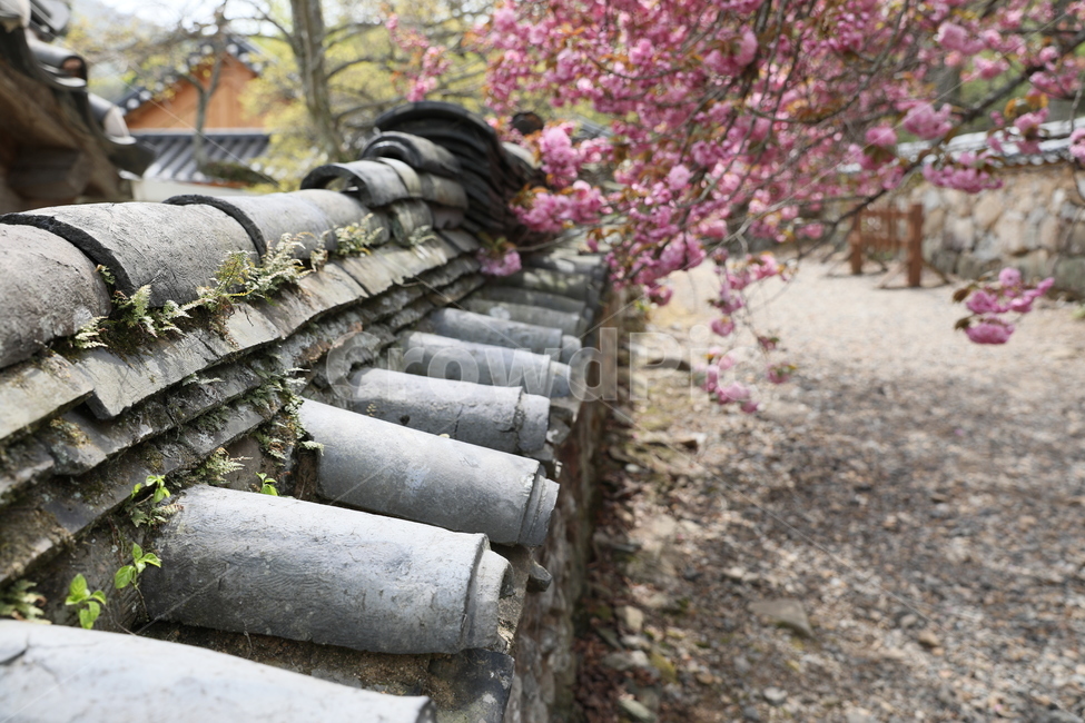 순천,선암사,만첩왕벚,왕벚꽃,겹벚꽃,봄,사찰,꽃,벚꽃,봄,계절,spring,season,한국전통,한국문화,korean traditional,korean culture,건축물,건물외관,exterior,building,structure,architecture,construction
