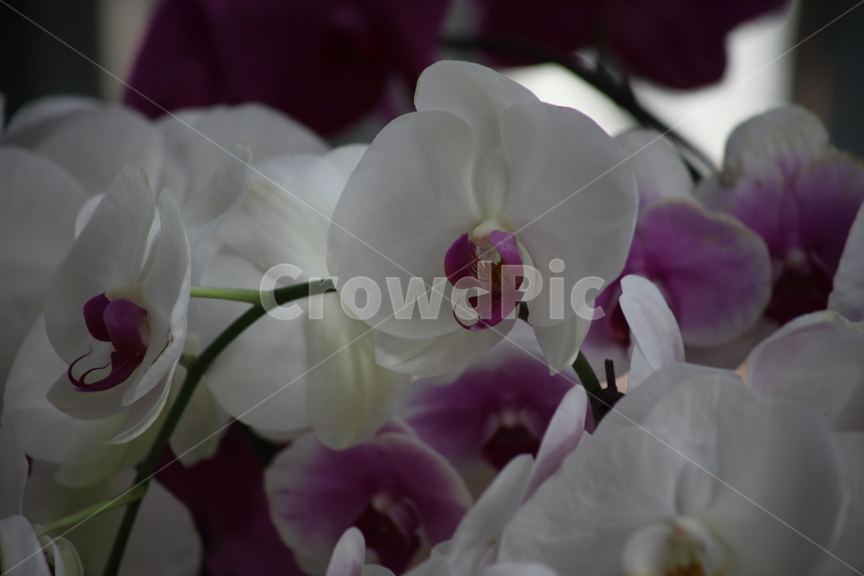 호접란,팔레놉시스,꽃,식물,phaelenopsis,식물,자연,plants,nature,꽃,flower