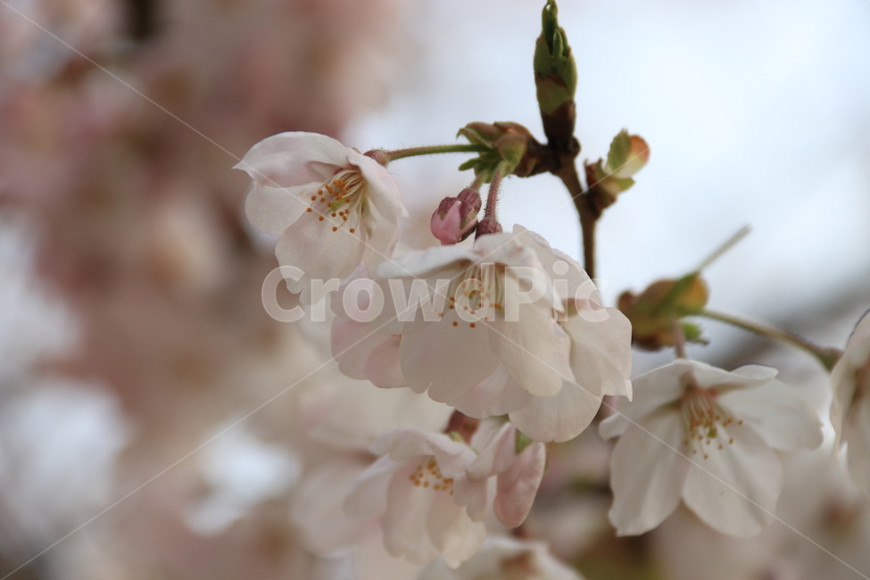 식묵,plant,flower,cherryblossom,blossom,꽃,벚꽃,식물,자연,봄,식물,자연,plants,nature,꽃,flower