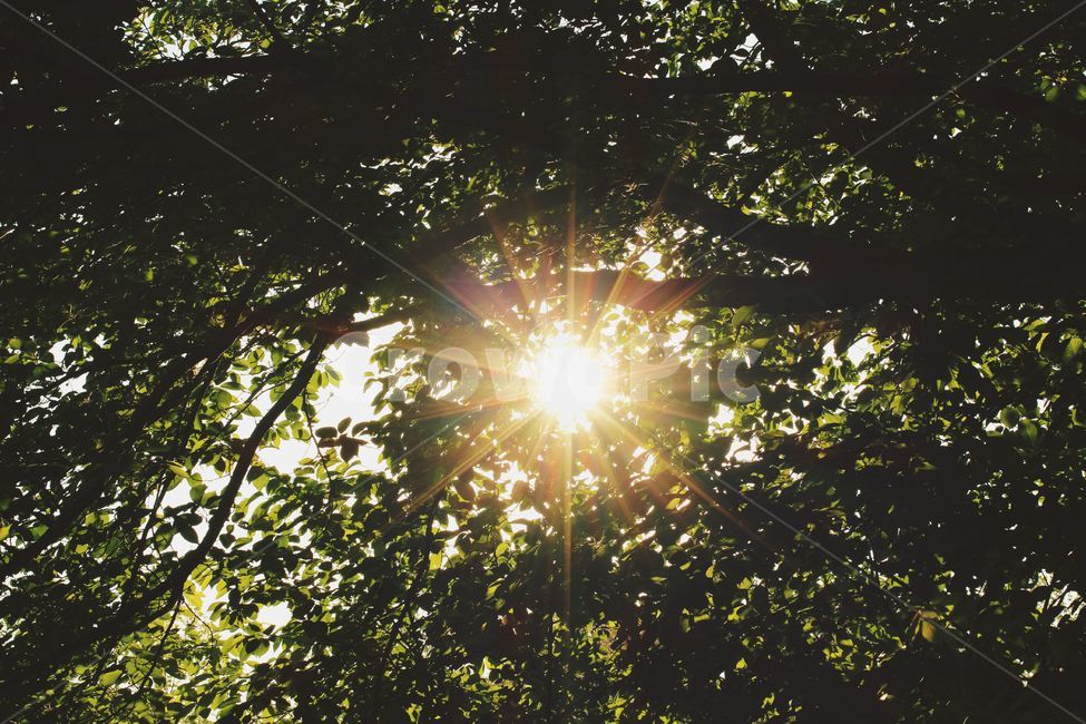 공원,빛,빛내림,한적한공원,햇빛,자연,풍경,nature,landscape,휴식,힐링,rest,relaxation,healing,flare,플레어,light,sunlight