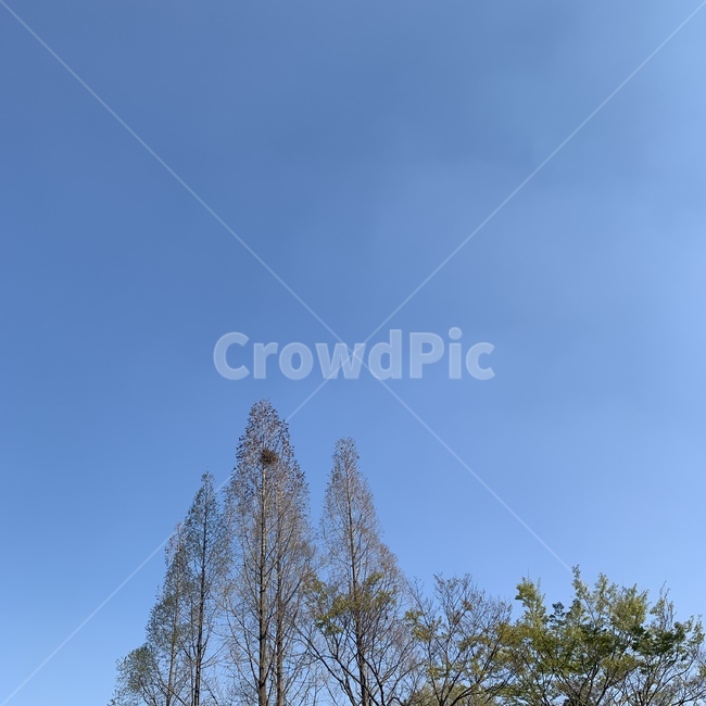 하늘,맑음,파랑,봄,봄하늘,나무,blue,sky