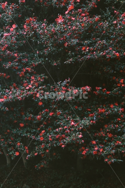 꽃,동백,겨울,동백꽃,감성사진,flower,camellia,winter,식물,자연,plants,nature,꽃,flower,감성,sensible,feeling
