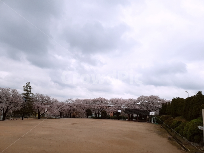 학교,운동장,하늘,벚꽃,벚꽃나무,봄,계절,spring,season,plant,식물