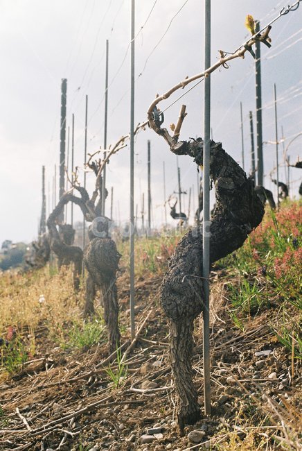 포도밭,포도나무,vineyard,grapevine,성장,growup,자라는나무,growinguptree