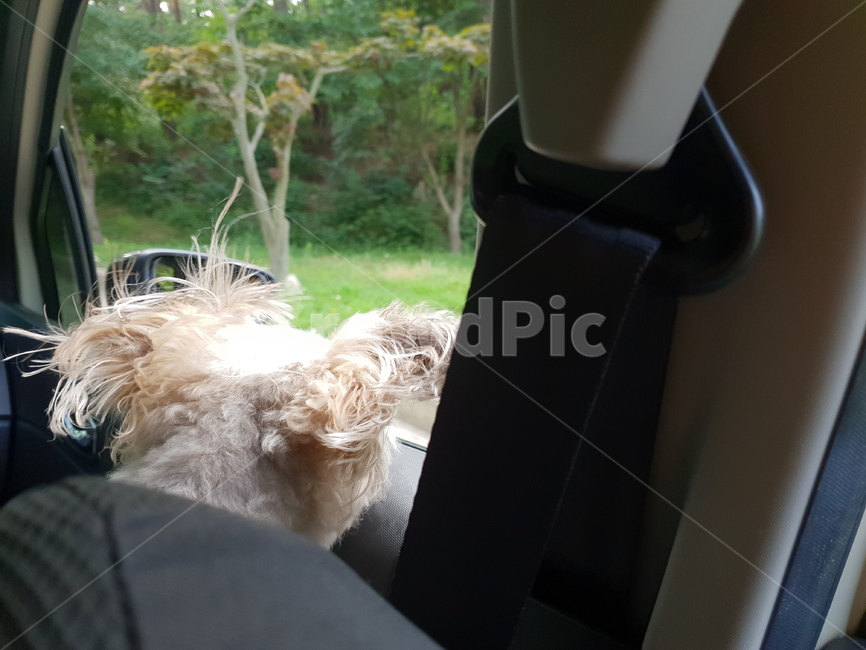 강아지,개,동물,드라이브,동물뒷모습,뒷모습,반려견