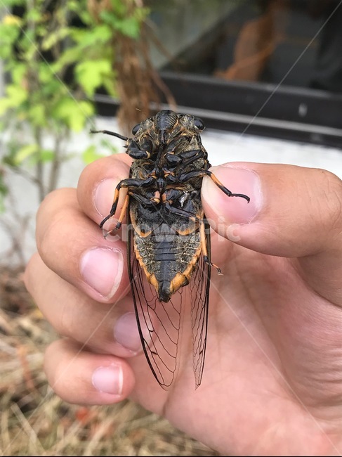 여름,매미,무더위,맴맴,나는매미,덥다더워,작년여름,동물,animal,곤충,벌레,insect,bug