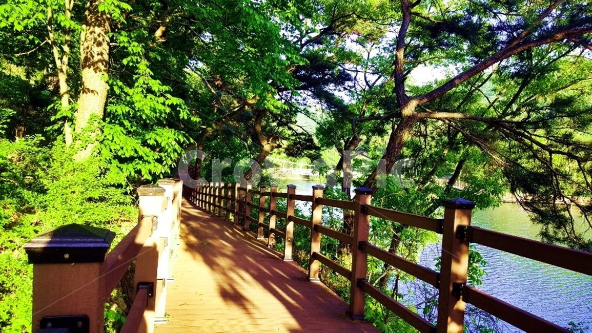 풍경,둘레길,자연,나무,저수지,물,자연,풍경,nature,landscape