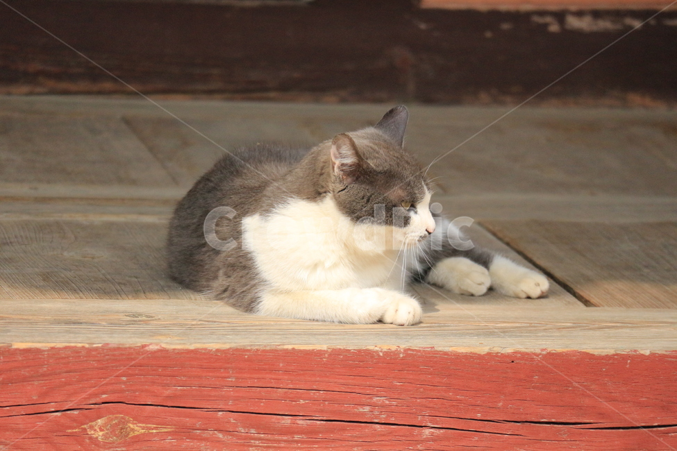 고양이,절,cat,봄,마루,동물,animal,포유류,mammal,고양이,cat,kitten,kitty