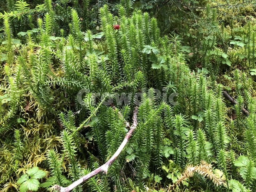 plant,식물,구과식물,tree,나무,conifer,식물,자연,plants,nature