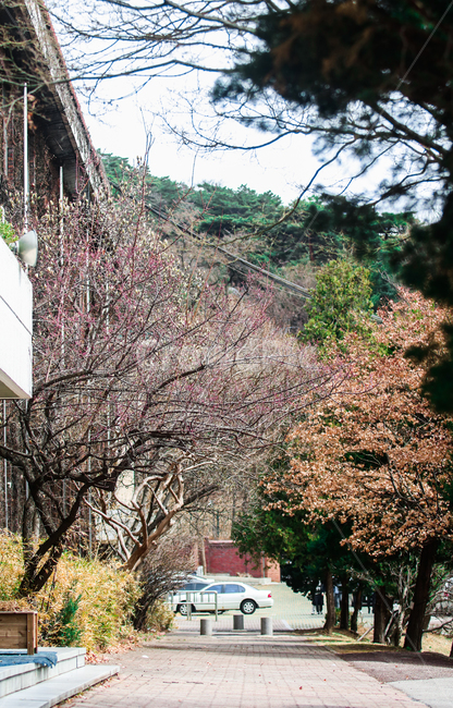 봄,고등학교,나무,풍경,가로수길,봄,계절,spring,season,plant,식물