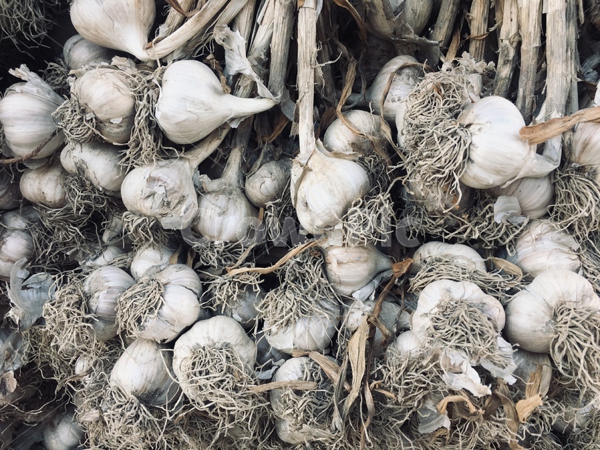마늘,plant,식물,갈릭,garlic,음식,식재료,요리,food,cook,meal,dishes,food reserves