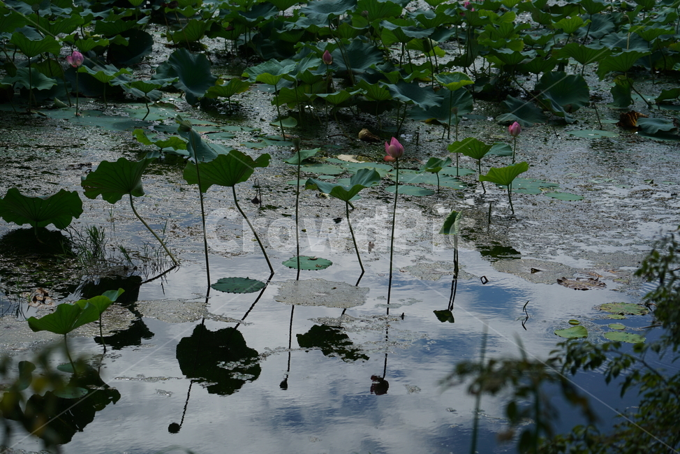 연밥,열매,연꽃의열매,lotusseed,연자육,연꽃씨,plant,식물,blossom,식물,자연,plants,nature