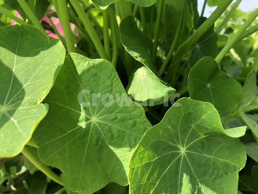 풀잎,연꽃잎,꽃잎,풀,초록,그린,식물,자연,plants,nature