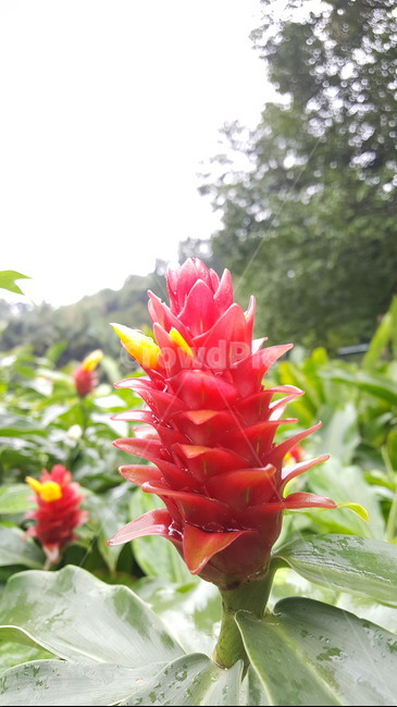 열대식물,빨간생강,redginger,plant,열대공원,park,tropical,해외,외국,싱가포르,singapore,공원,ginger