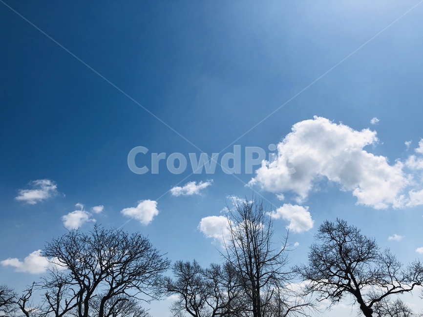 구름,하늘,맑은하늘,나무,봄,파란하늘,자연,풍경,nature,landscape,outdoors,옥외,weather,날씨,sky,cumulus,적운,cloud