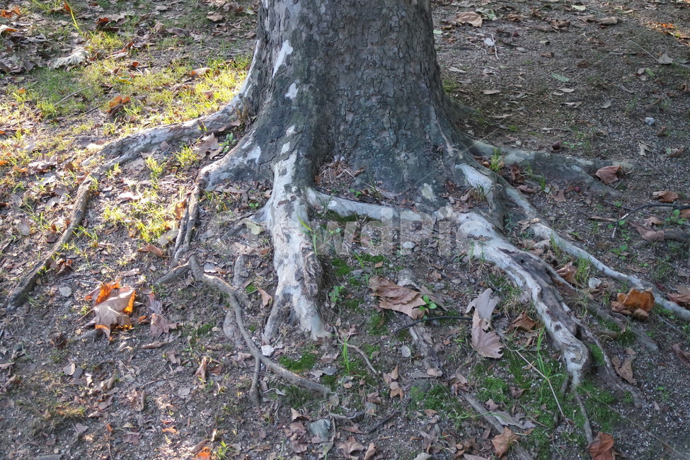 뿌리,나무,공원,흙,자연,나뭇잎,가로수,식물,자연,plants,nature