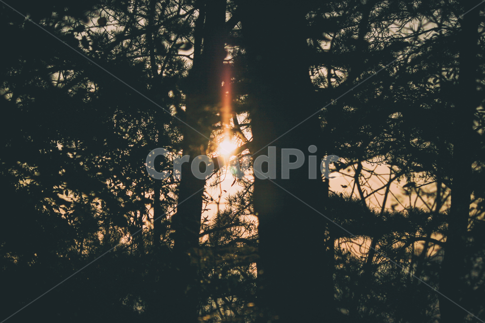 자연,풍경,숲,나무,실루엣,그림자,태양,햇빛,빛,sun,sunlight,light,shadow,silhouette,tree,forest,nature,landscape,식물,plant,식물,자연,plants,nature,나무,trees,wood,실루엣,그림자,silhouette,shadow