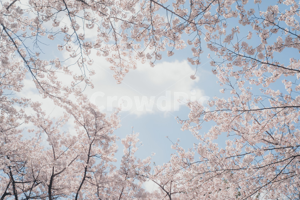 cherryblossom,벚꽃,봄,봄꽃,blossom,plant,식물