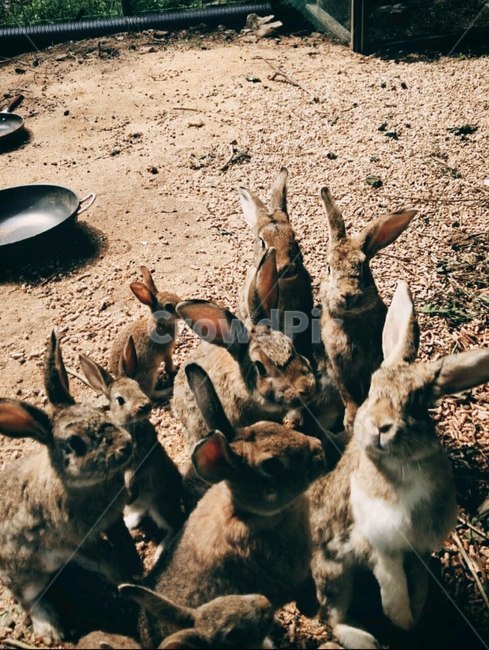 토끼,무리,밤,밥,갈색,동물,animal,포유류,mammal
