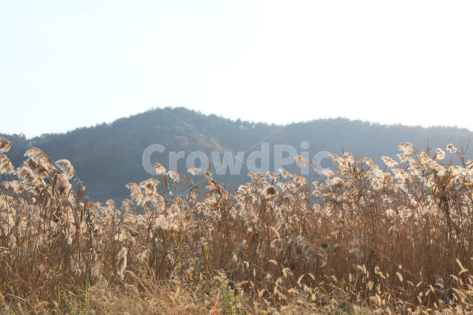 여수가사리,갈대,습지,가을,풍경,가을,계절,fall,autumn,season,자연,풍경,nature,landscape,grass,잔디,plant,식물,lawn,reed