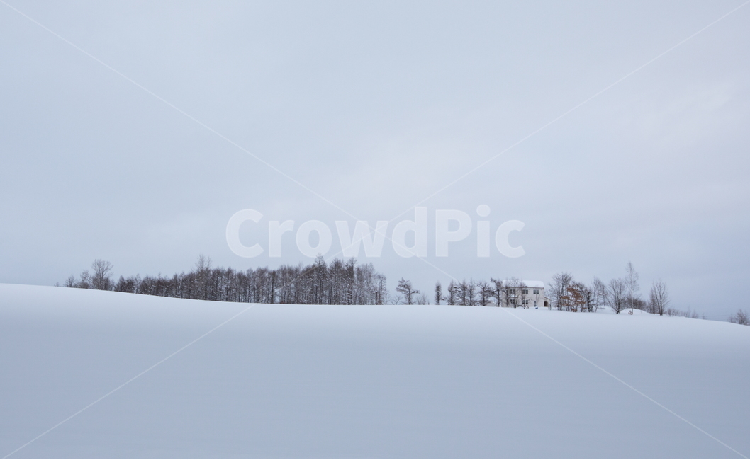 설경,눈,비에이,북해도,겨울풍경,snow,겨울,계절,winter,season,자연,풍경,nature,landscape,해외,외국,세계,foreign,oversea,world,세계자연풍경,해외자연풍경,외국자연풍경,world nature landscape,outdoors,옥외,plant,식물,tree,나무