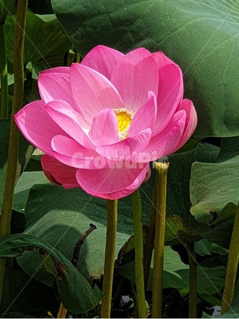 홍연꽃,연꽃,붉은연꽃,홍련,여름야생화