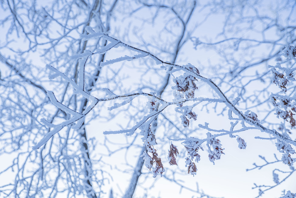 겨울풍경,태백산,겨울,상고대,설산,눈꽃,겨울산,산,겨울푸경,풍경,nature,자연,snow,눈,frost,겨울,계절,winter,season,자연,풍경,nature,landscape
