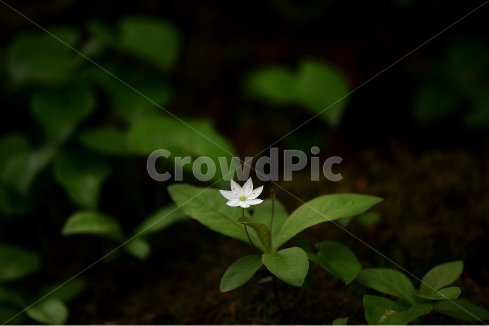 참기생꽃,야생화,식물,자연,생태,꽃,힐링,플라워,wildflower,flower,plants,nature,season,감성,느낌,emotion,feeling,앵초목,앵초과,기생꽃속,여러해살이풀,희귀식물,식물,자연,plants,nature,꽃,flower