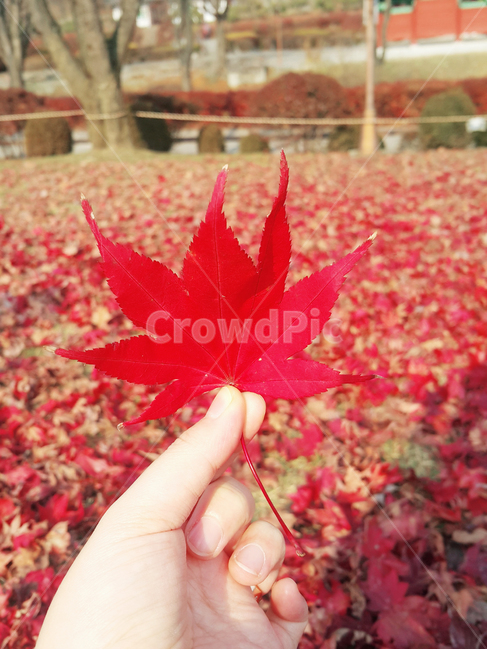 단풍잎,단풍,가을,풍경,손가락,빨간,가을,계절,fall,autumn,season,plant,식물,leaf,잎,tree,나무