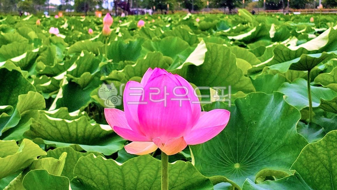 연꽃,연꽃단지,꽃,연잎,식물,lotus,lotuscolony,flower,lotusleaf,plant