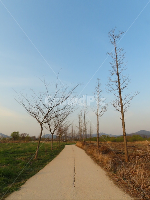 경기도,양수리,두물머리,풀밭,자연,양평군,자연,풍경,nature,landscape
