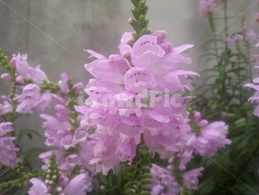 꽃,식물,flower,plant,자연,식물,자연,plants,nature