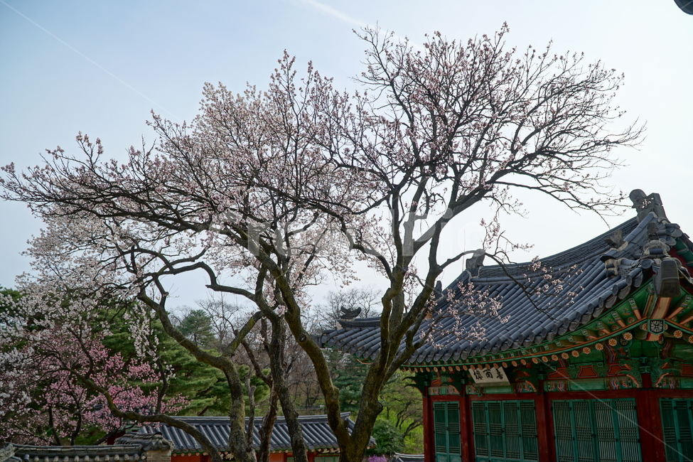 창덕궁,한국,korea,대한민국,서울,seoul,고궁,궁전,궁궐,조선,조선시대,조선왕조,왕궁,한옥,한국적인,한국문화,문화,한국전통,전통,문화재,전통문화,지붕,처마,담청,풍경,landscape,자연,nature,봄,봄꽃,spring,4월,april,기와,왕실,palace,changdeokgung,한국자연,한국풍경,나무,tree,벚꽃,매실나무,하늘,sky,역사,히스토리,history,한국전통,한국문화,korean traditional,korean culture,건축물,건물외관,exterior,building,structure,architecture,construction