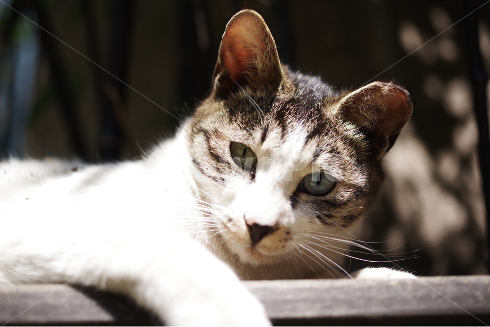 고양이,길고양이,길냥이,동물,포유류,길친구,자연,생명,육식동물,애완동물,야생동물,동물,animal,포유류,mammal,고양이,cat,kitten,kitty