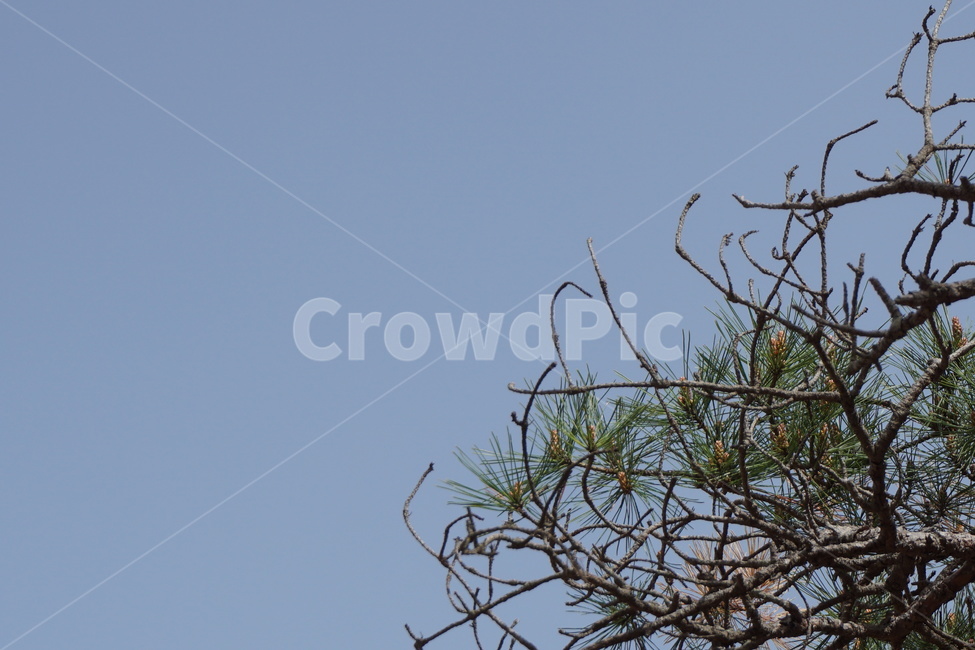 봄,3월,마른나뭇가지,솔잎,녹색,하늘,파란색,식물,자연,plants,nature,나무,trees,wood