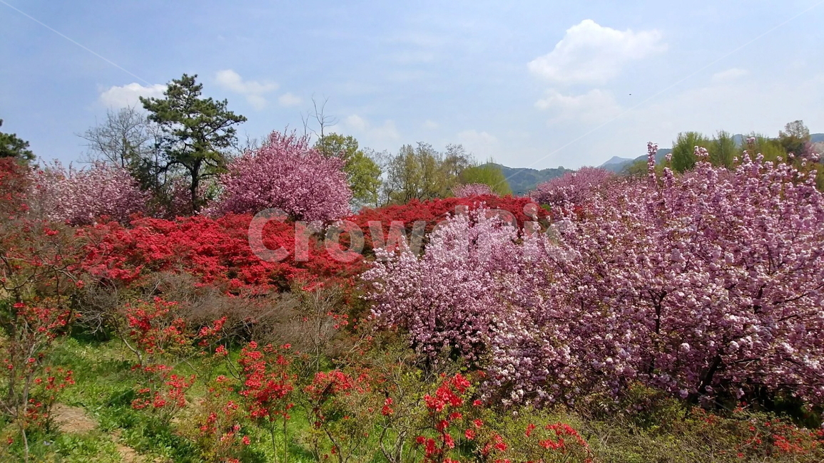벚꽃,왕벚꽃,전주완산공원,꽃,완산공원