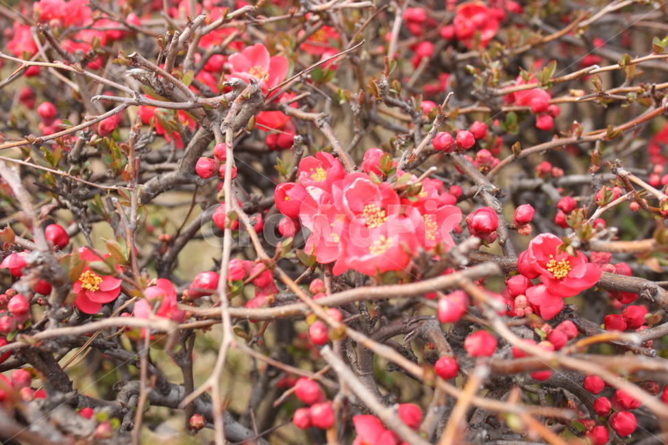 꽃,봄,빨간꽃,열매,redflower,springflower,감성사진,봄꽃
