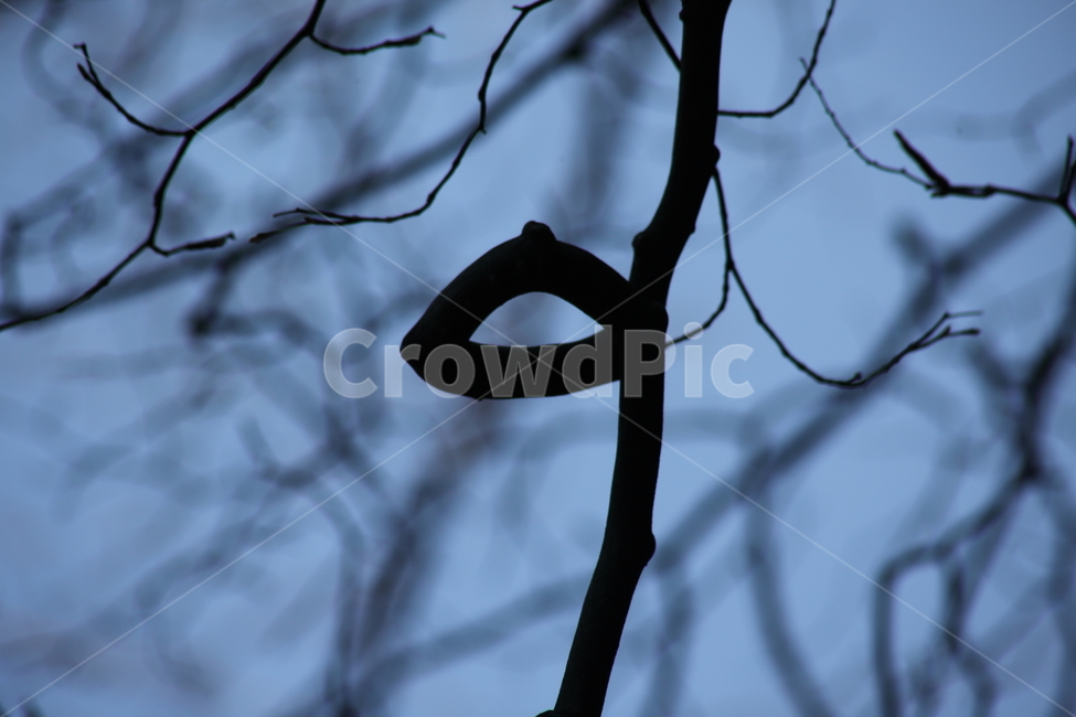 나뭇가지,나무,wood,branch,동그라미