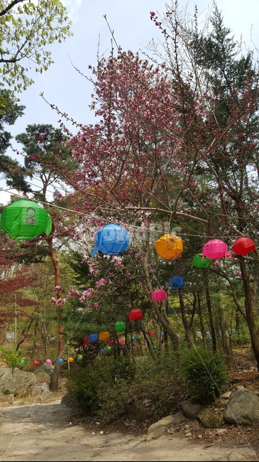 연등,등산로,석가탄신일,산길,길,부처님오신날,등,목련,꽃,나무,꽃나무,종교,신앙,religion,belief,faith,축제,행사,festival,carnival,event